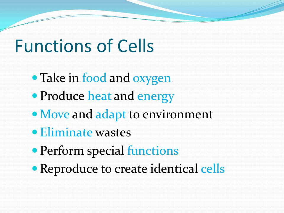 Functions+of+Cells+Take+in+food+and+oxygen+Produce+heat+and+energy