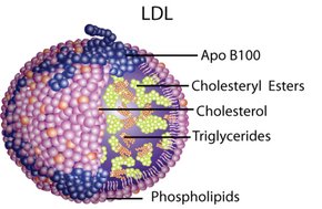 LDL Cholesterol