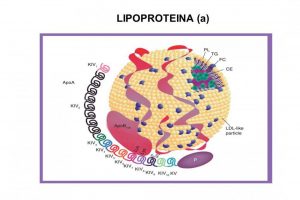 lipoprotein (a)
