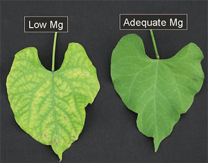 nutritional deficiency in plants like magnesium deficiency is visible