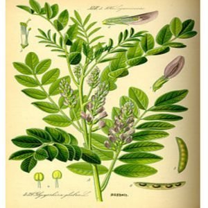 Licorice plant which is good for weight loss