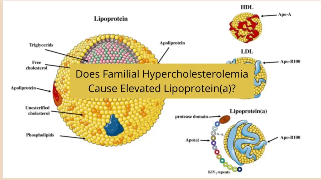 Does-Familial-Hypercholesterolemia-Cause-Elevated-Lipoproteina