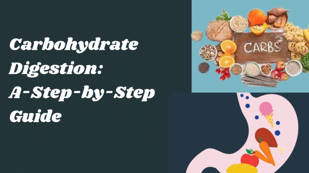 digestion of carbohydrate guide