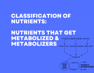 image of classification of nutrients
