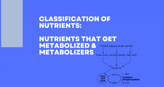 image of classification of nutrients