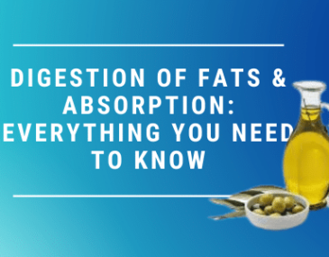 image of fats digestion or fats breakdown