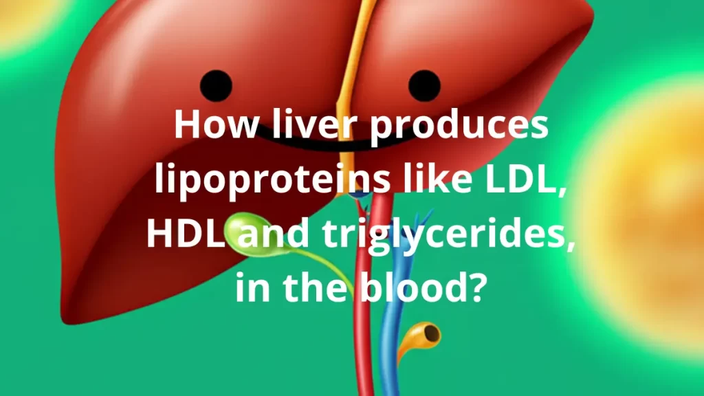 Infographic illustrating the liver's role in synthesizing LDL, HDL, and triglycerides in the bloodstream